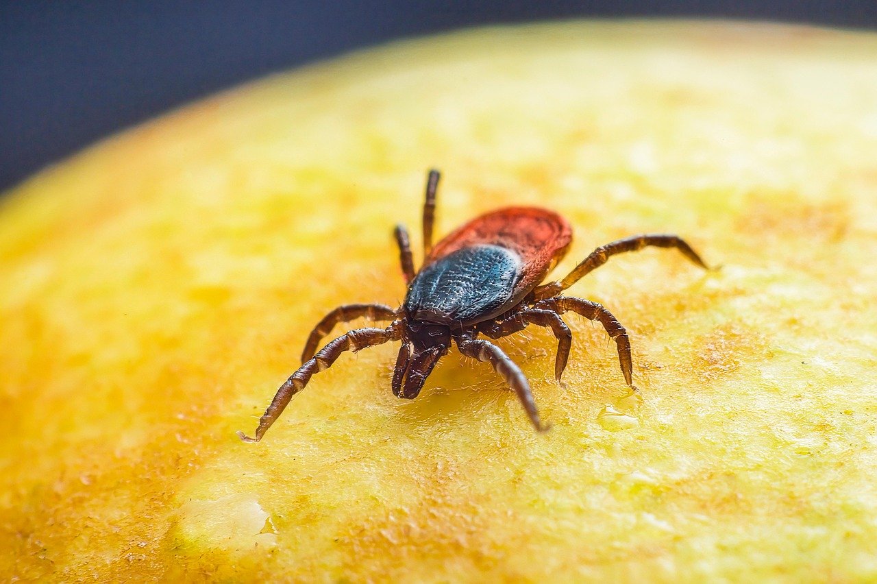 Common Tick Species in Pennsylvania (image credits: pixabay)