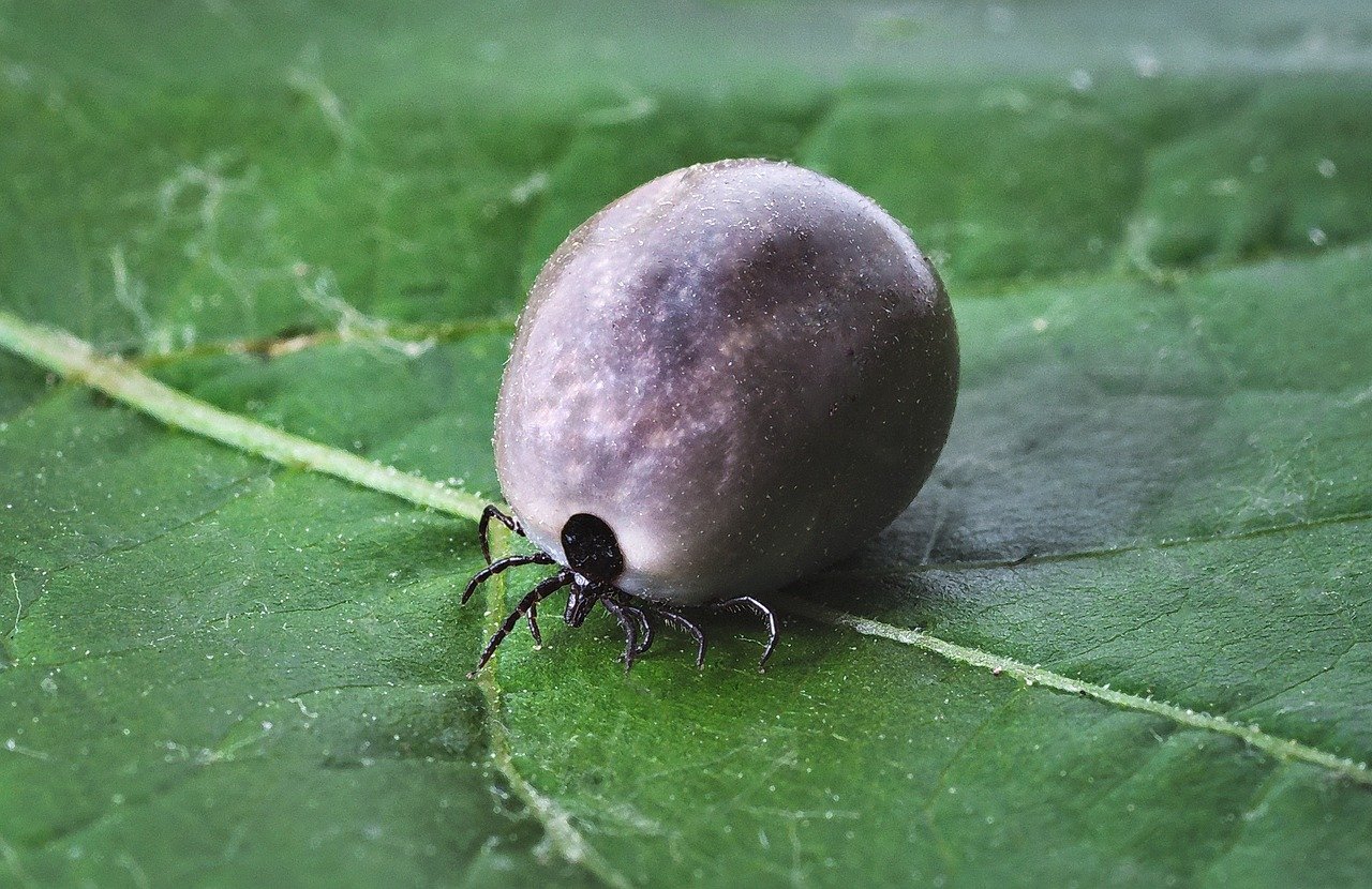 When to Call the Vet After a Tick Bite (image credits: pixabay)