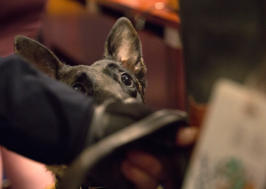 2. Strong Bonds Make Dogs Protective (image credits: rawpixel)