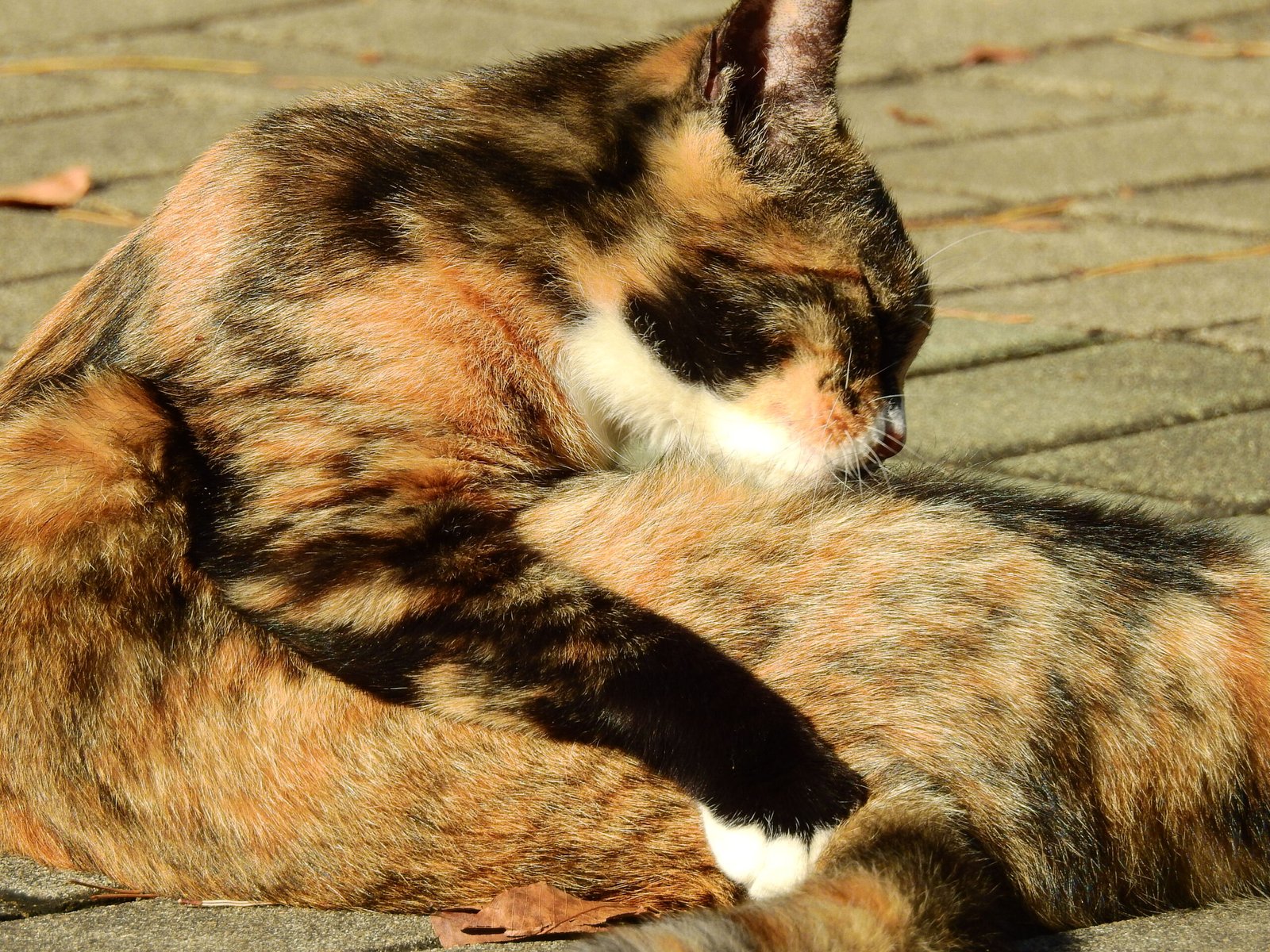 Grooming You or Themselves in Your Presence (image credits: wikimedia)