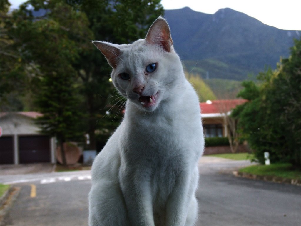 Chirping, Trilling, and Special Meows (image credits: wikimedia)