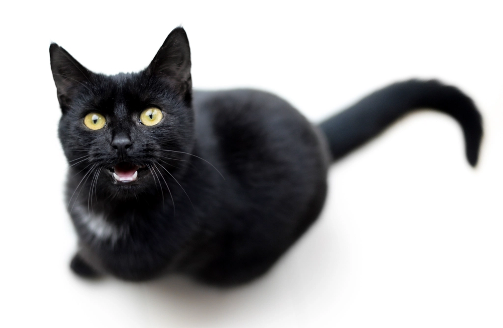 Excited Greetings When You Come Home (image credits: rawpixel)
