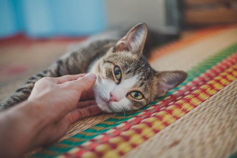 How Cats Show You Are Their Best Friend