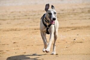 10 Dogs That Love Quiet Company — and 10 That Live for Neighborhood Drama