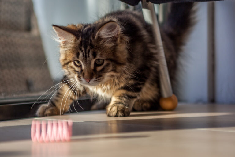 10 Cat Breeds That Get Along Well With Dogs