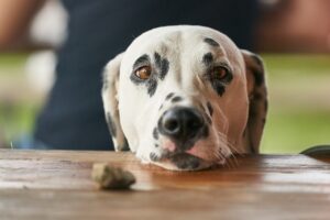 Odd Reasons Your Dog Follows You Around the House