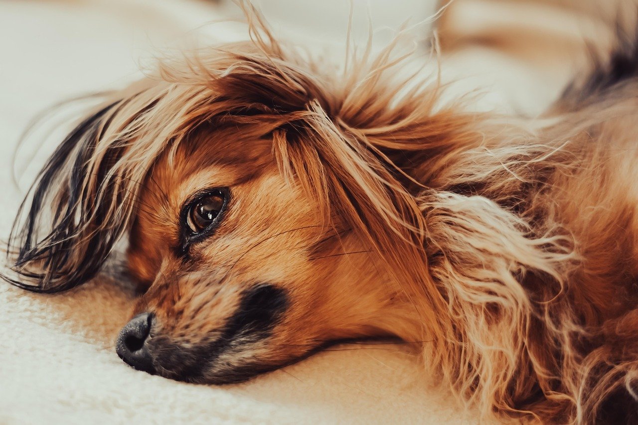 Tibetan Spaniel (image credits: pixabay)