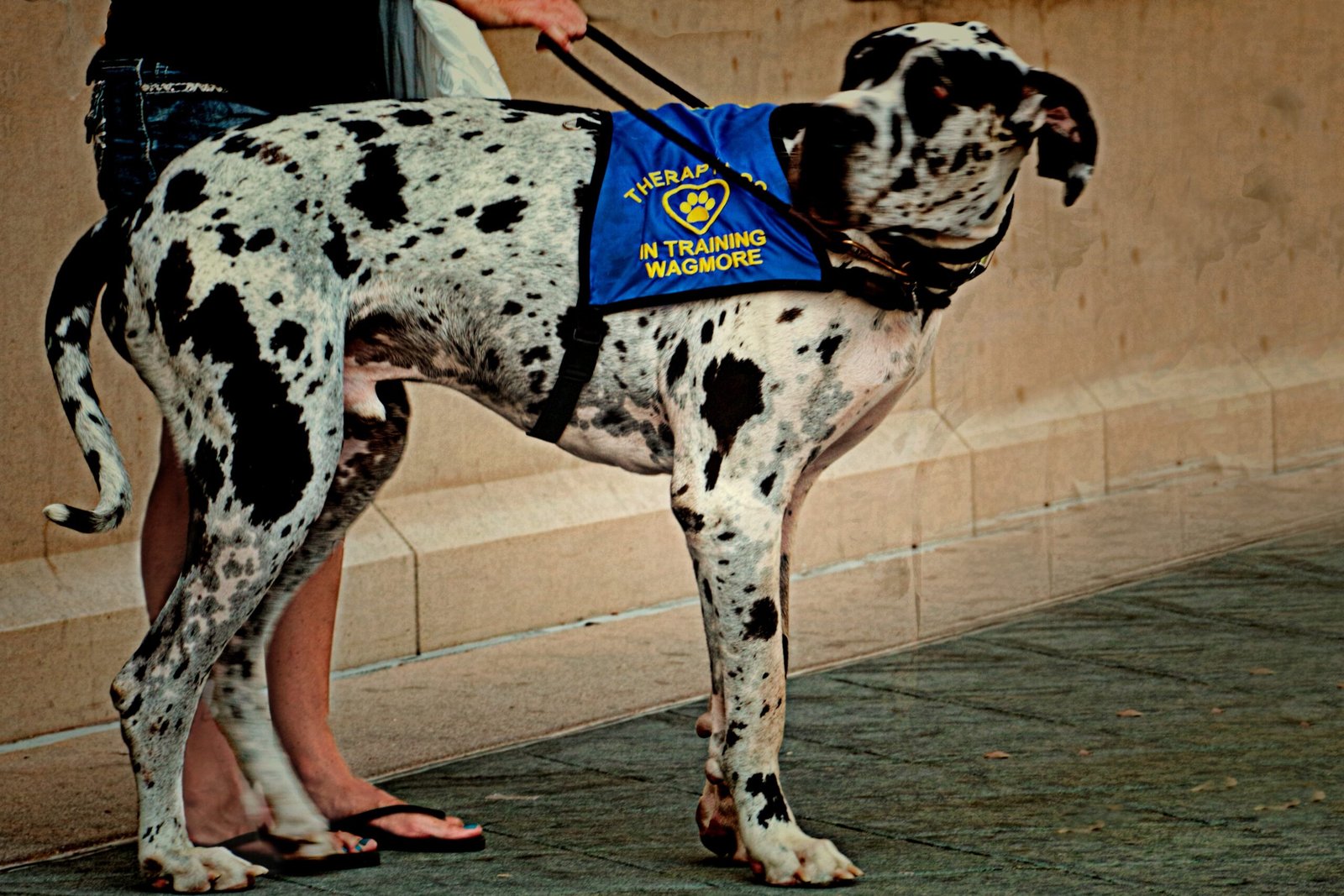 Training: Patience and Consistency Pay Off (image credits: wikimedia)