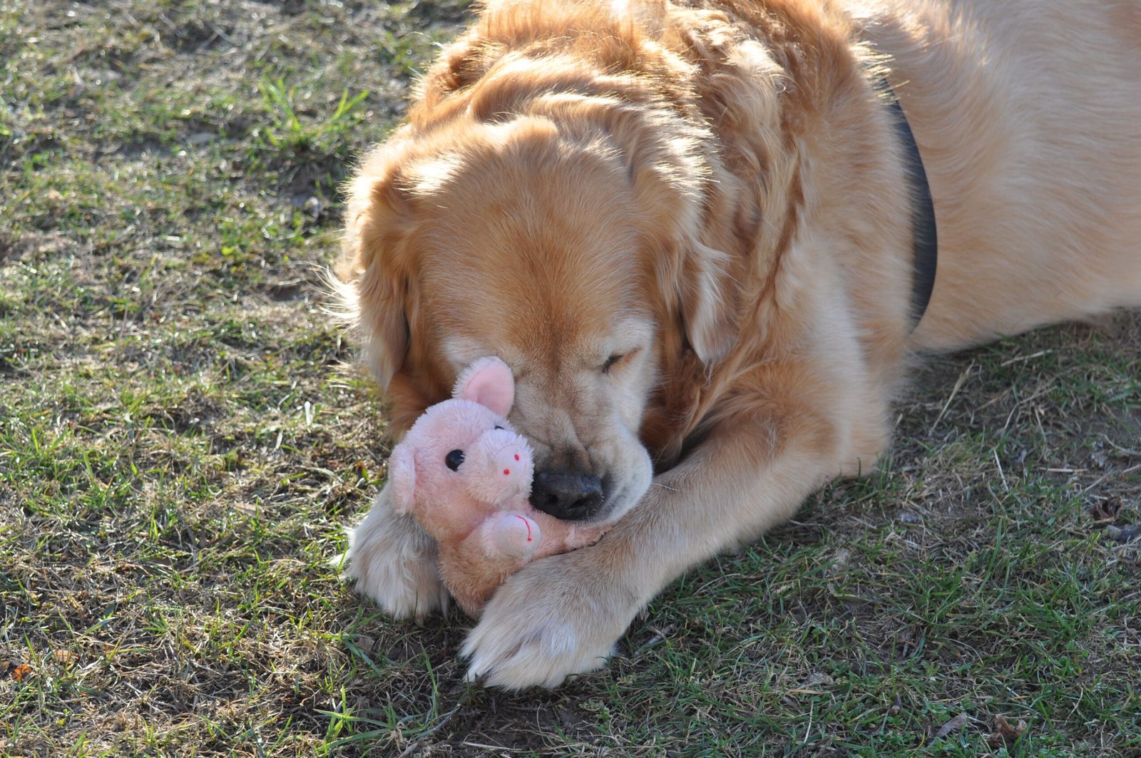 Golden Retrievers’ Need to Carry Something—Anything! (image credits: wikimedia)