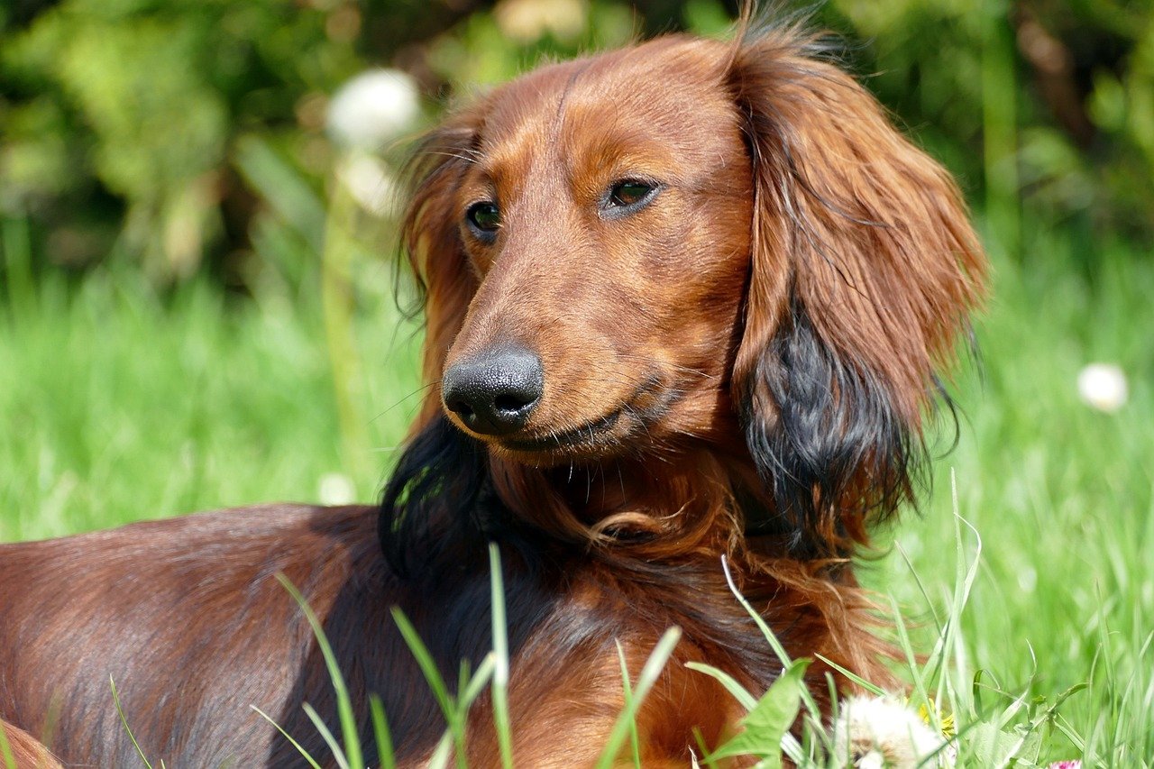 Dachshunds’ Burrowing Instincts (image credits: pixabay)