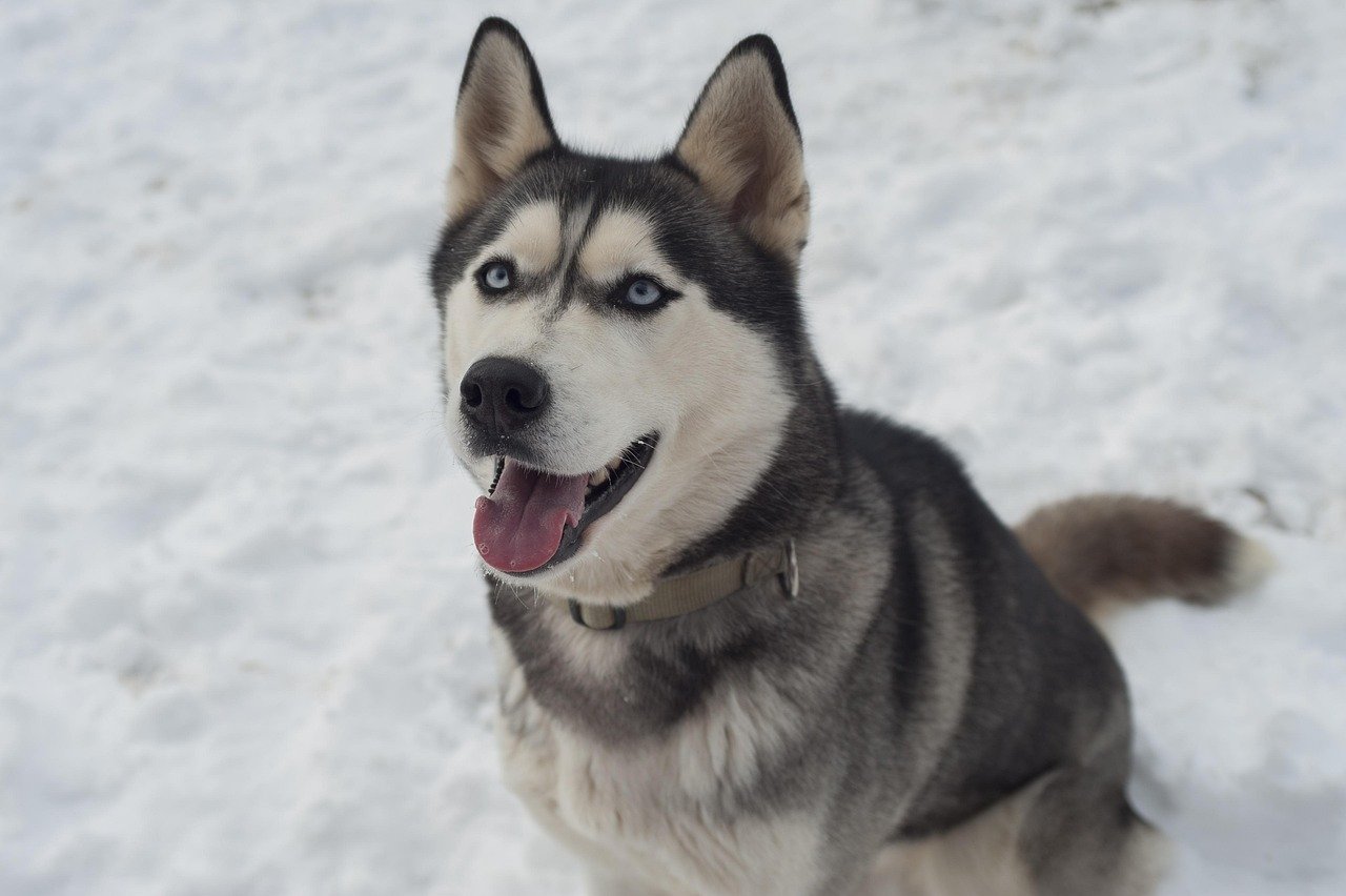 Siberian Huskies’ Dramatic “Talking” (image credits: pixabay)