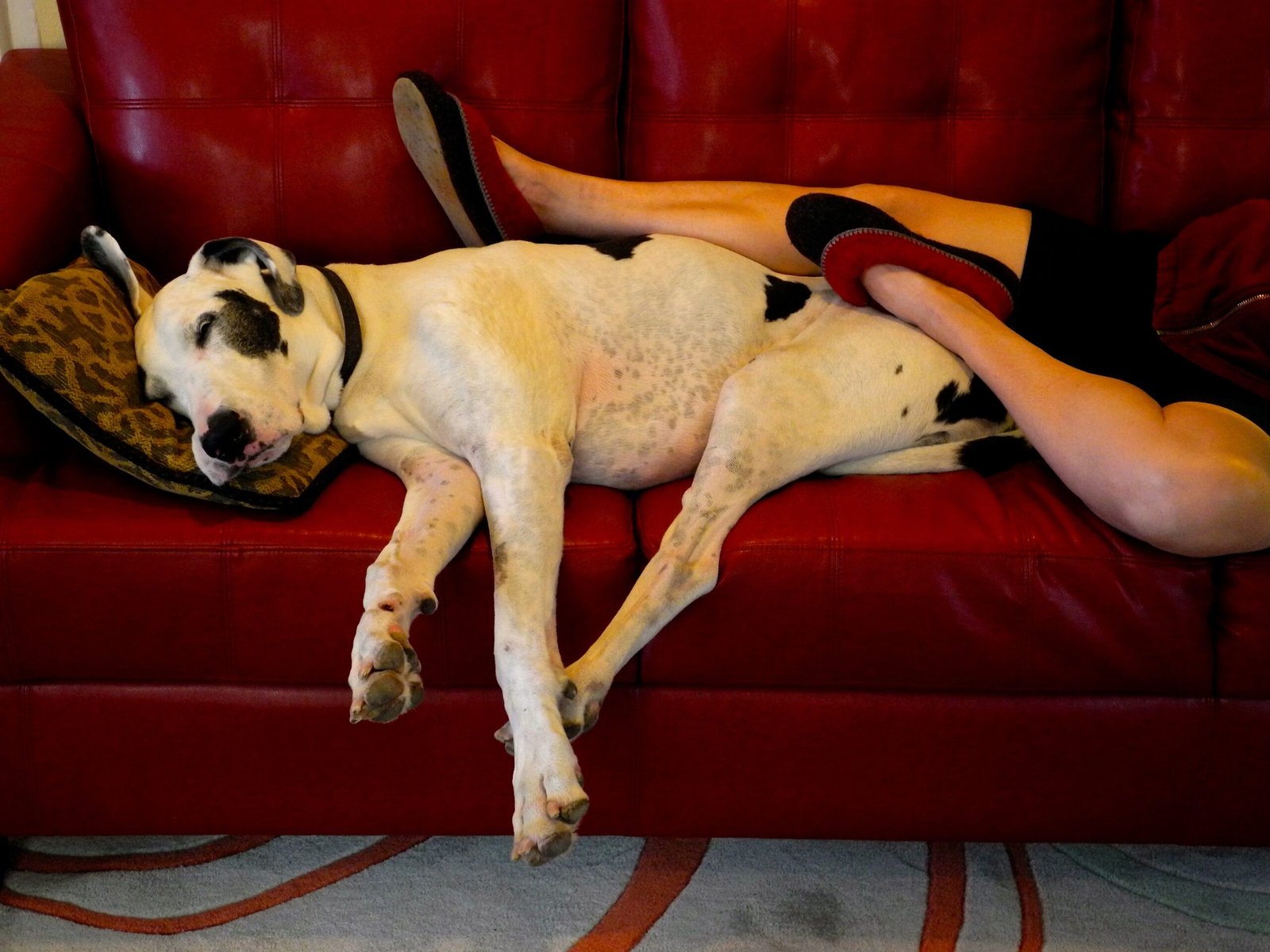 Great Danes’ Lap-Dog Complex (image credits: wikimedia)