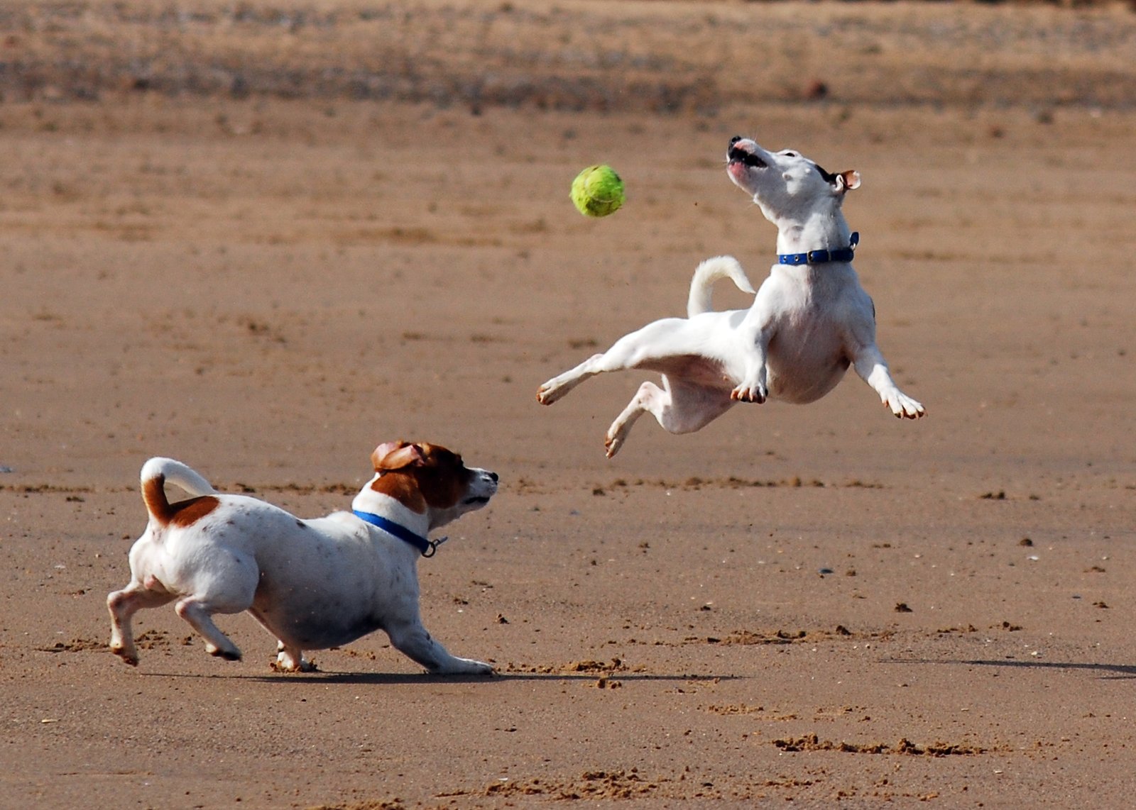 Jack Russell Terriers’ Boundless Energy and Jumping (image credits: wikimedia)