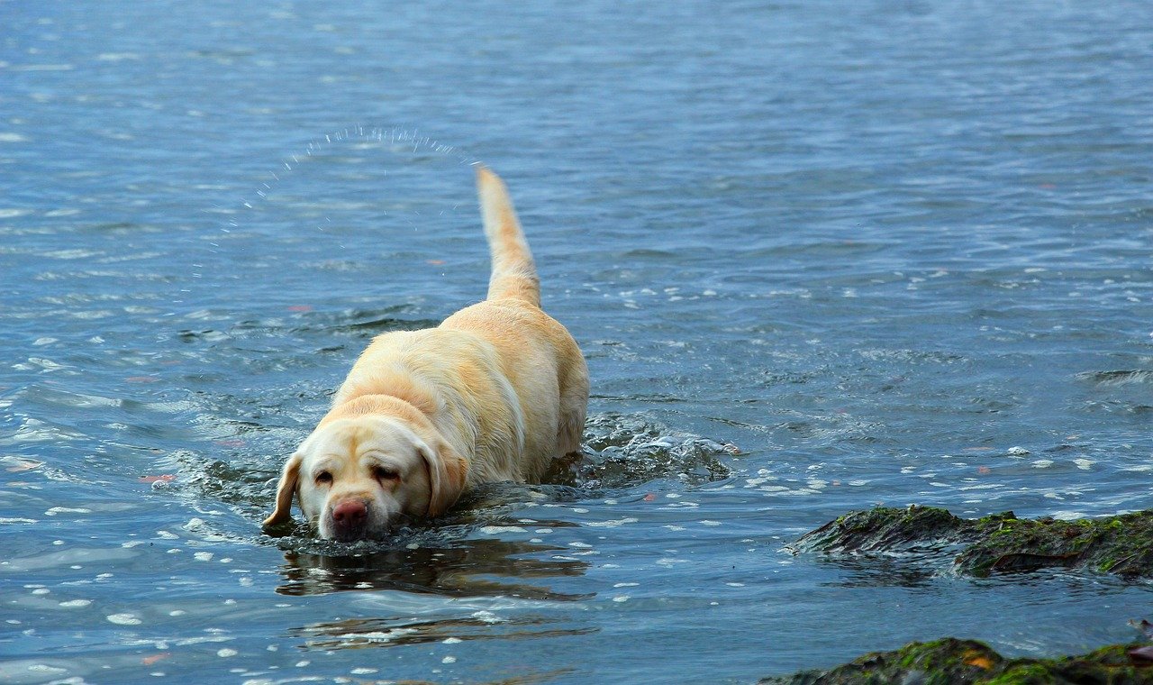 Labrador Retrievers’ Water Obsession (image credits: pixabay)