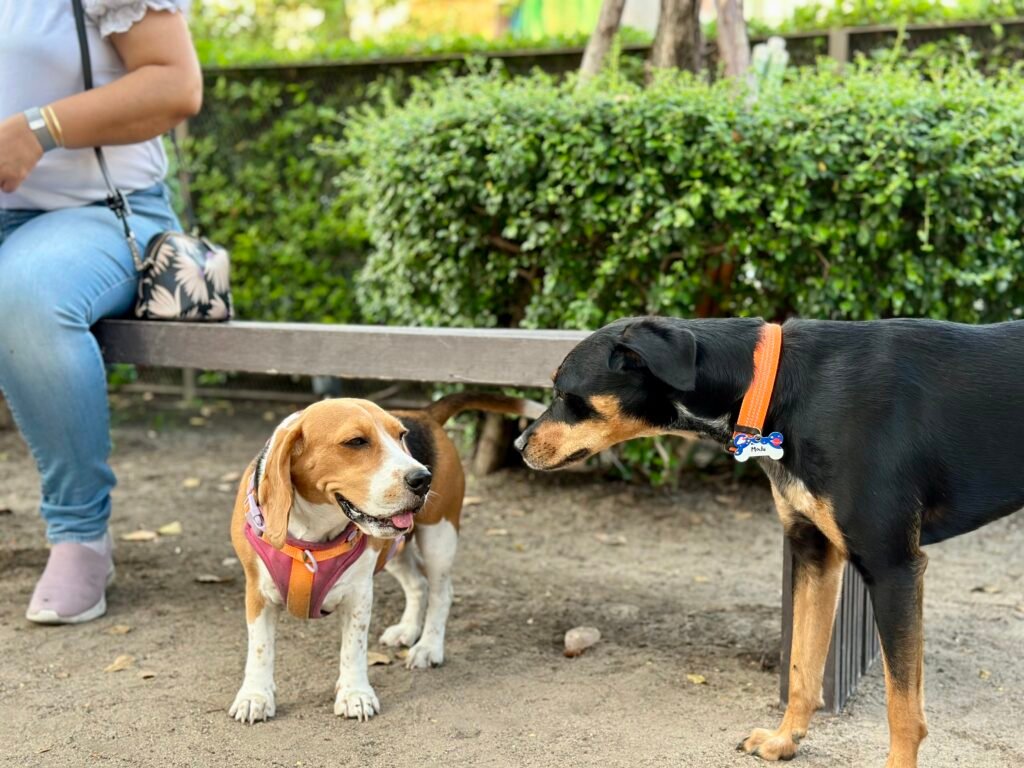 Forcing Social Interactions