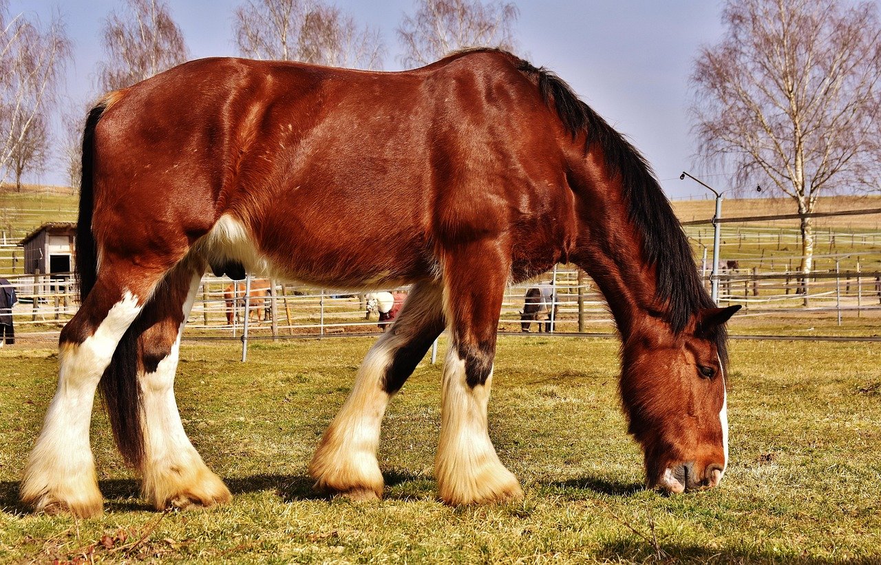 Shire Horse: The Gentle Giant (image credits: pixabay)