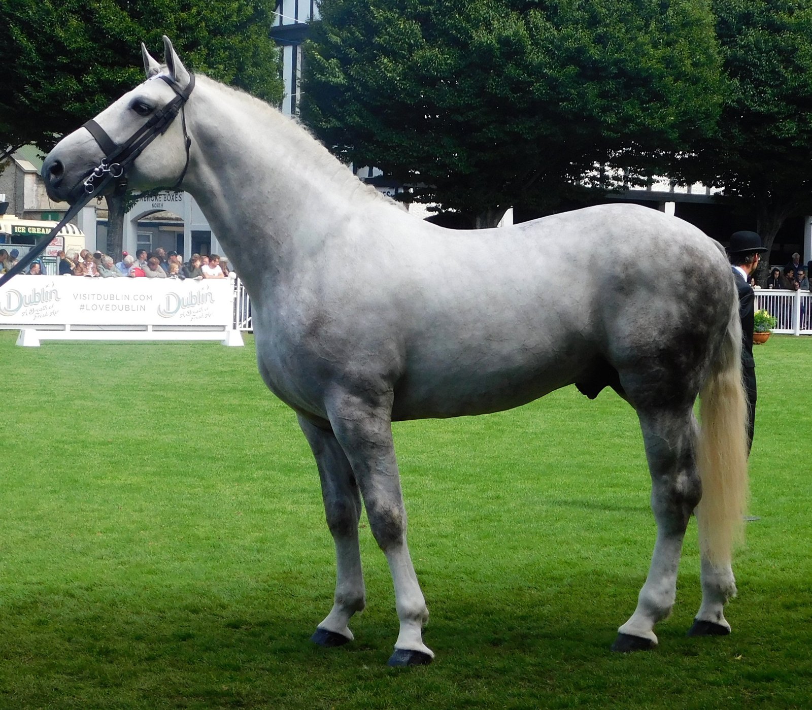 Irish Draught: Calm Under Pressure (image credits: wikimedia)