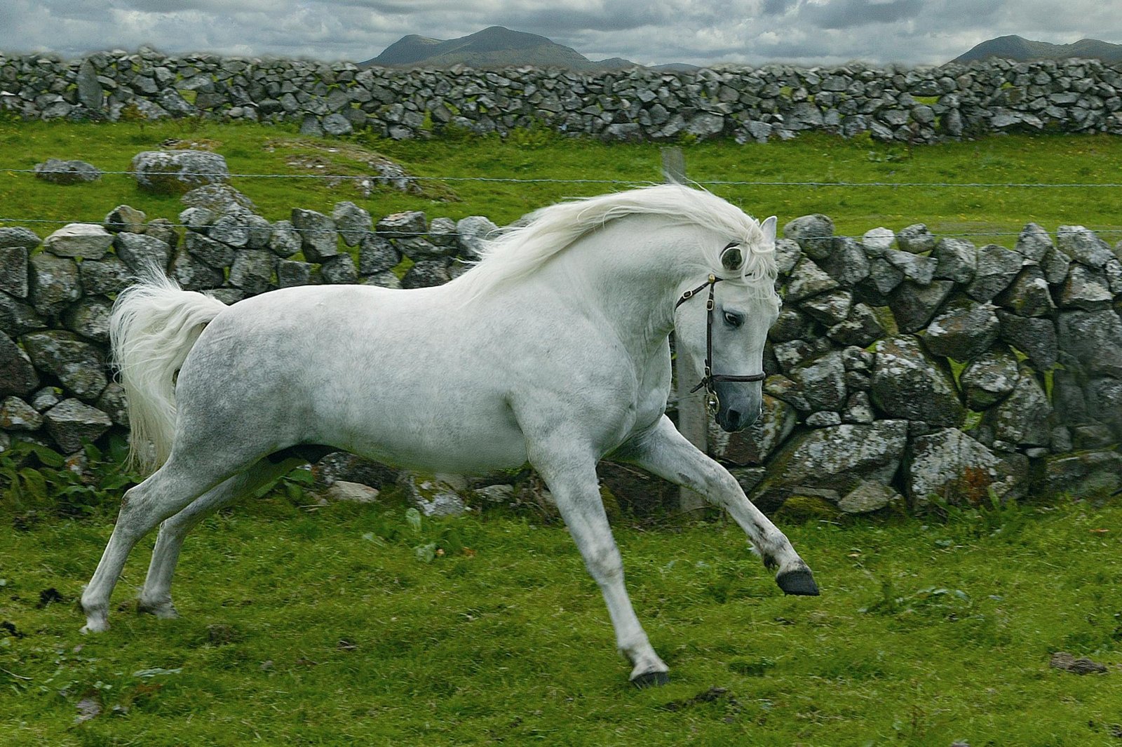 Welsh Pony: Small Size, Huge Heart (image credits: wikimedia)