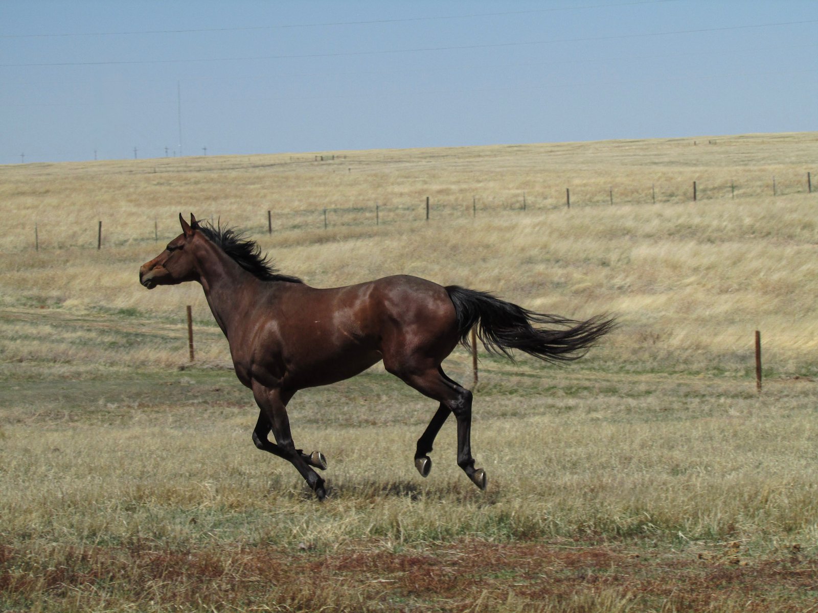 Thoroughbred: The Ultimate Athlete (image credits: wikimedia)