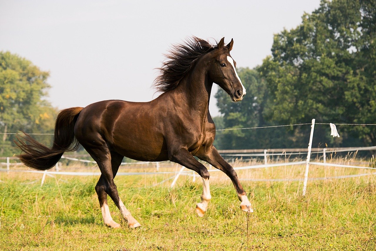 Saddlebred: The Showy Performer (image credits: pixabay)