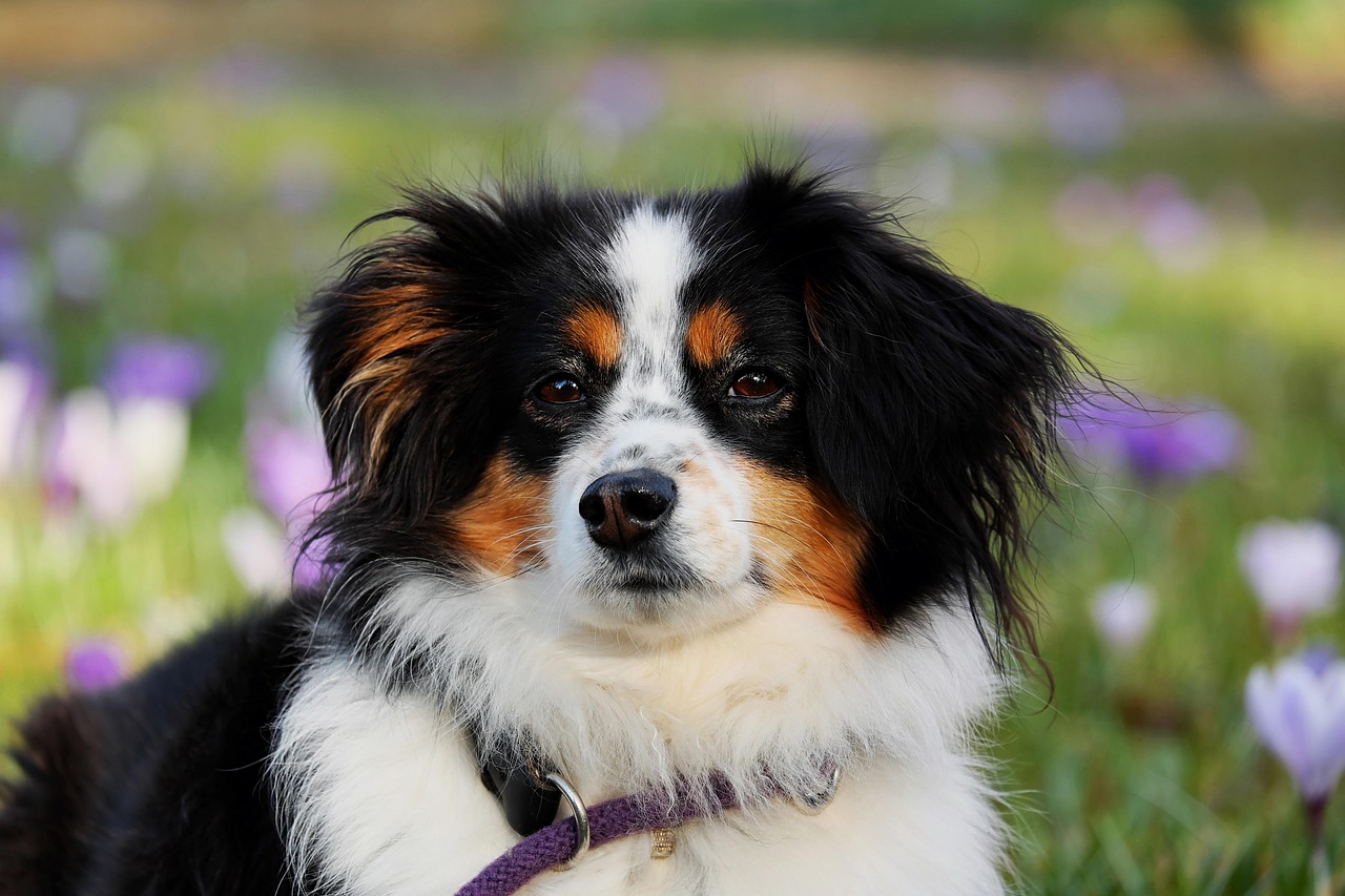 Talking Without Barking (image credits: pixabay)