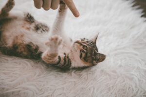 Major Signs Your Cat Secretly Adores You