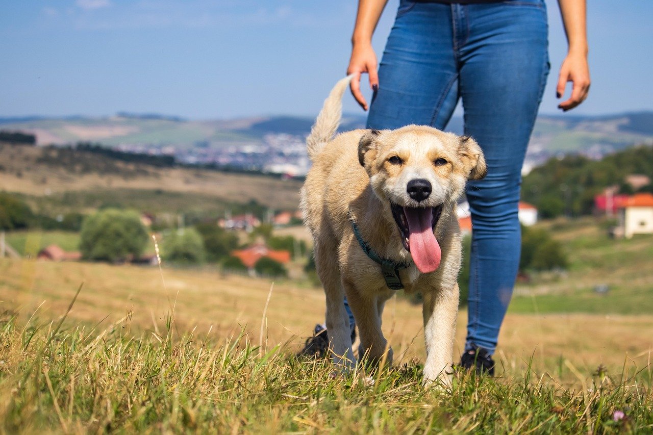 Daily Exercise and Adventure Buddies (image credits: pixabay)