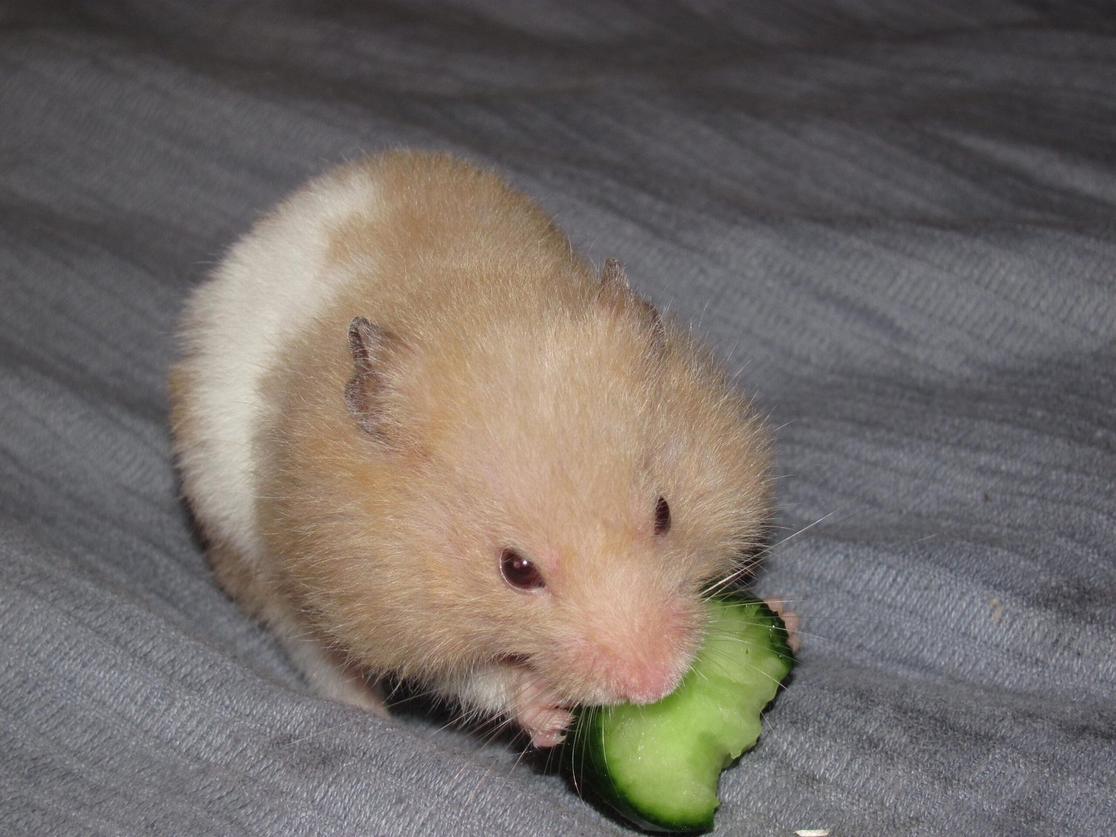 Hamsters: Tiny Balls of Joy (image credits: wikimedia)