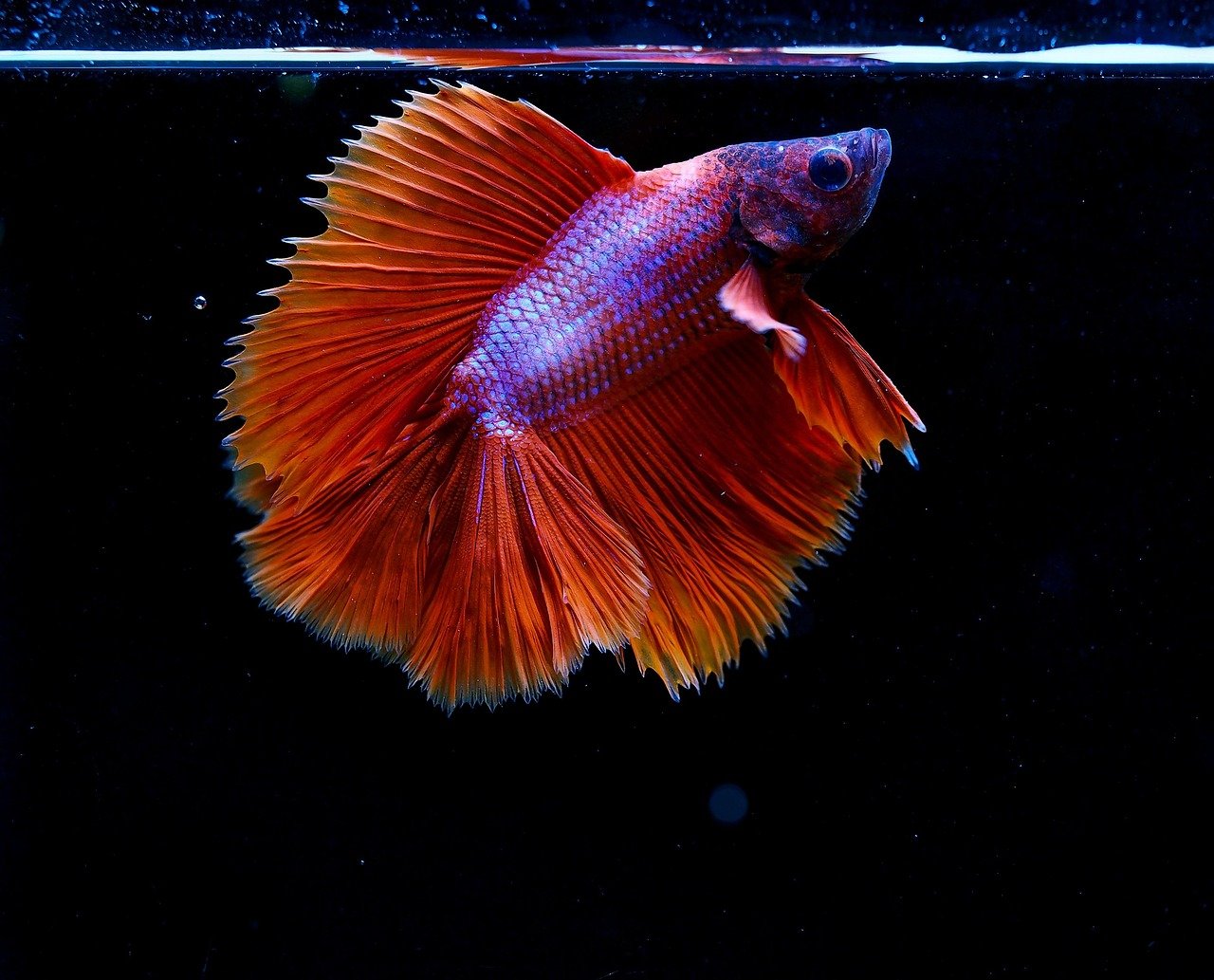 Betta Fish: A Colorful Calm (image credits: pixabay)