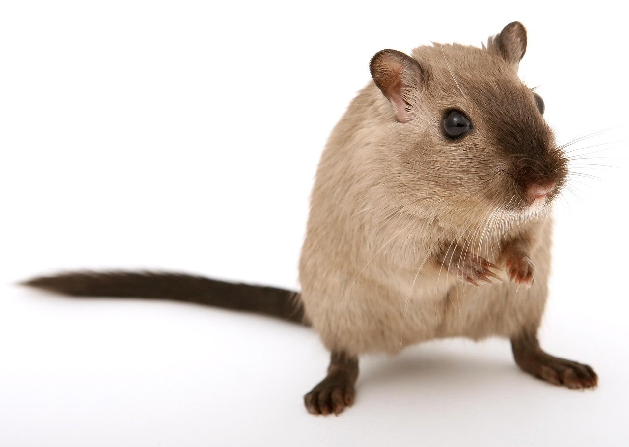Gerbils: Fascinating Mini Engineers (image credits: pixabay)
