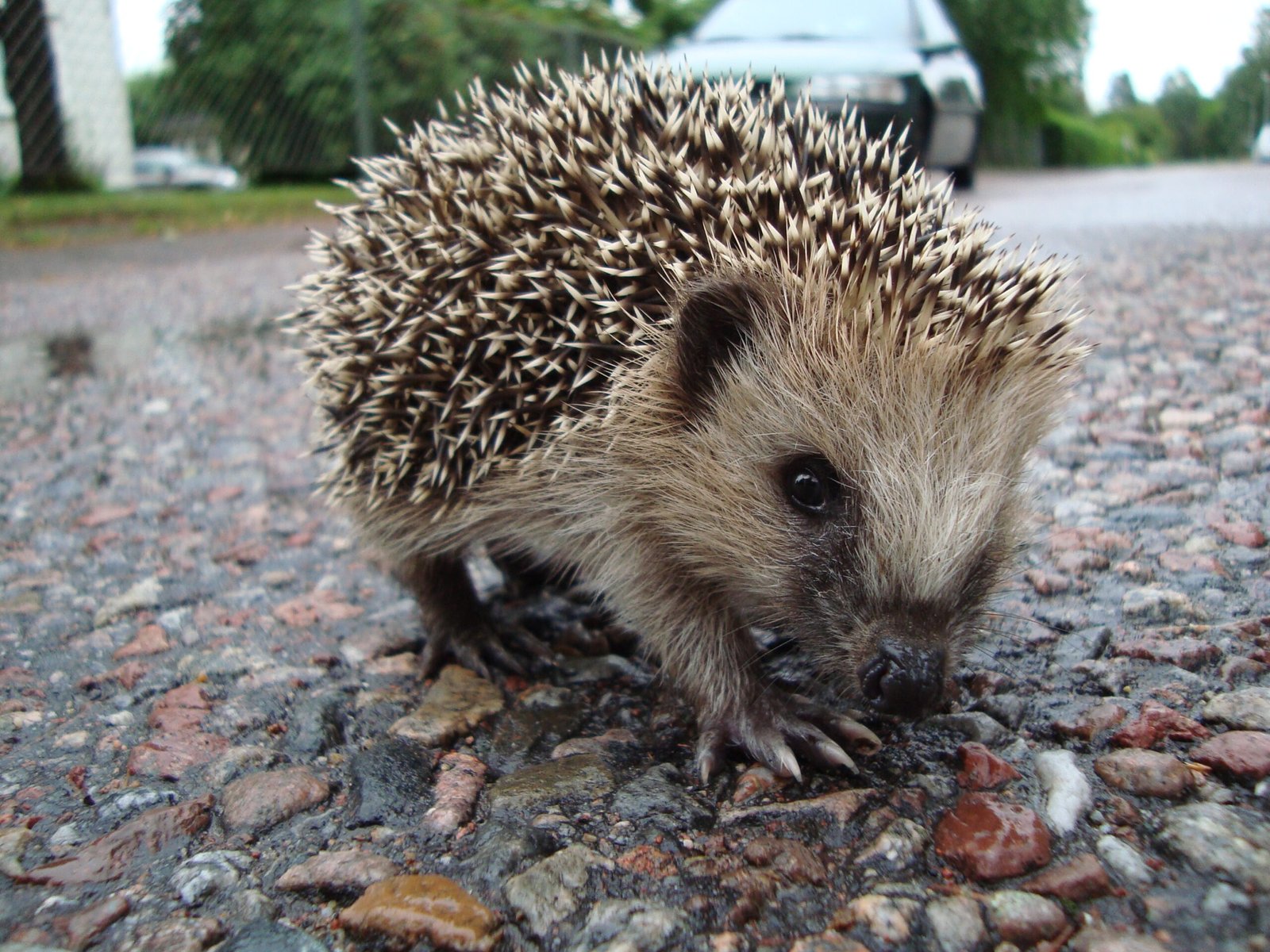 Hedgehogs: Quirky and Quiet (image credits: wikimedia)