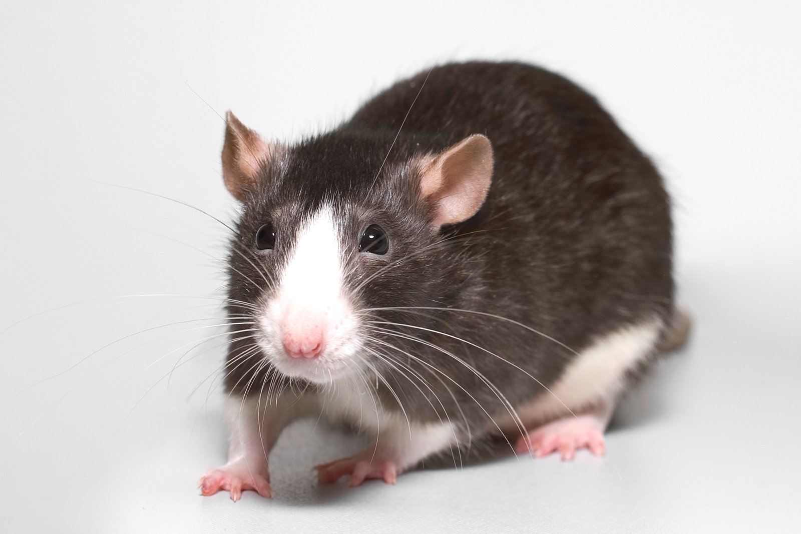 Fancy Rats: Clever and Affectionate (image credits: wikimedia)
