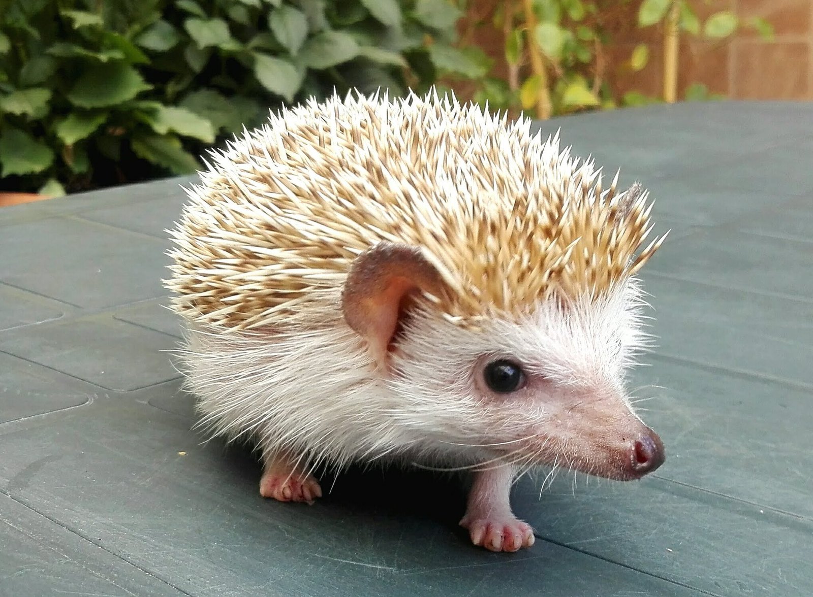 African Dwarf Hedgehogs: Exotic and Endearing (image credits: wikimedia)