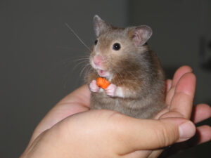 How Long Do Hamsters Live And How To Make Every Day Count