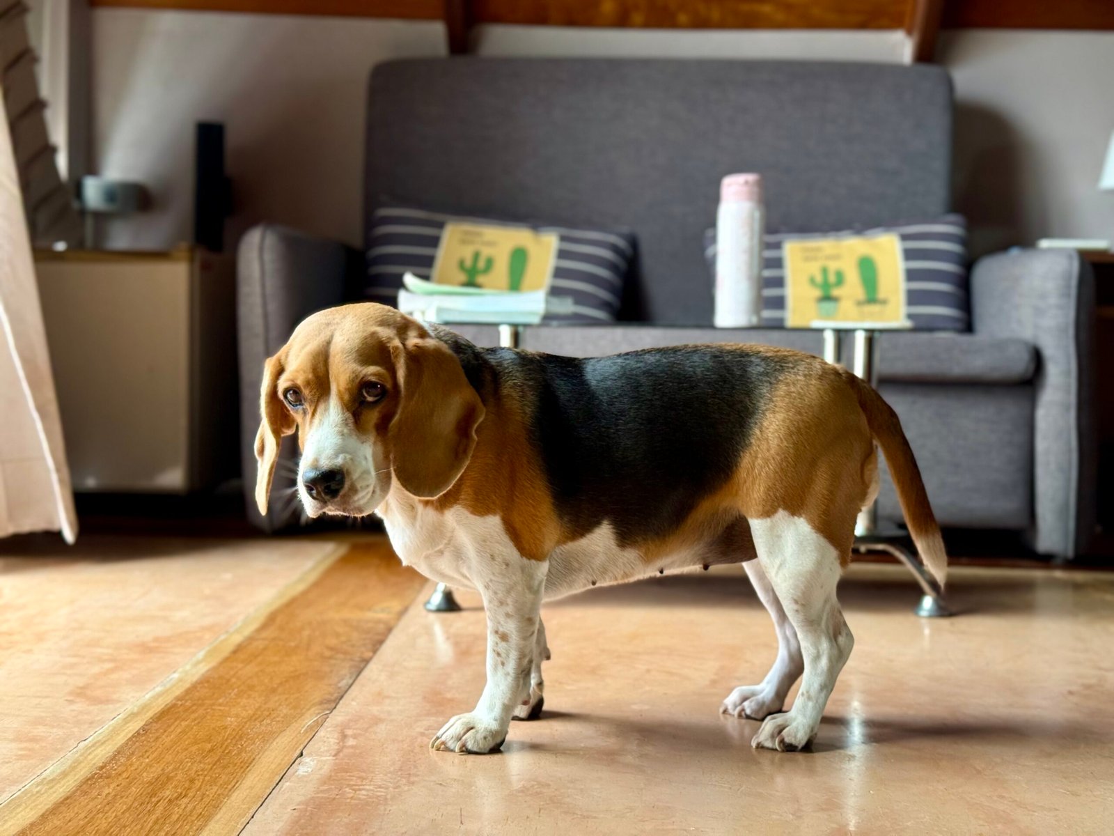Why Beagles Are A Great Pet Dog for Seniors