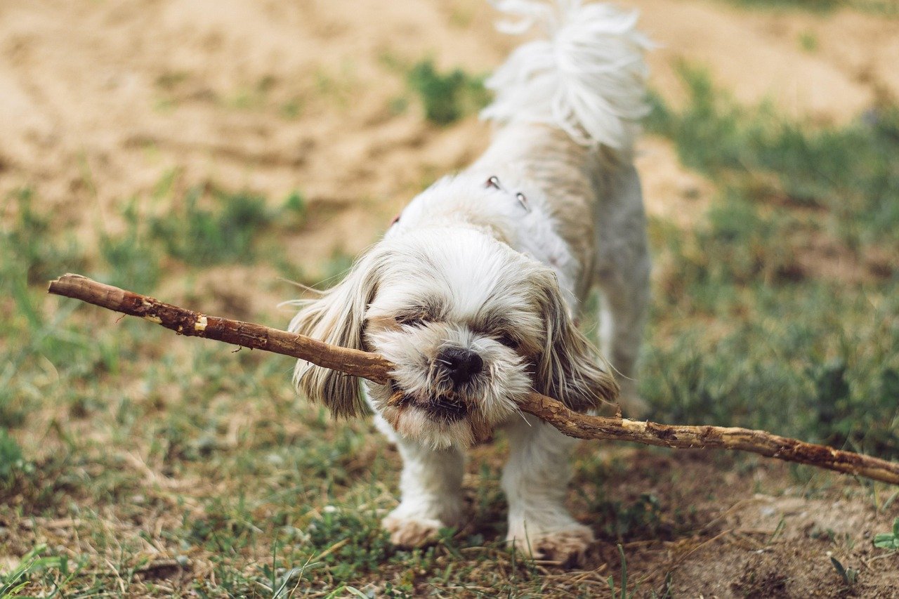 Preventing Boredom and Destructive Behaviors (image credits: pixabay)