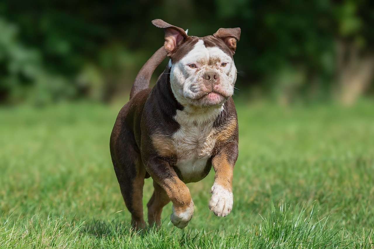 Curiosity and Aging Dogs (image credits: pixabay)