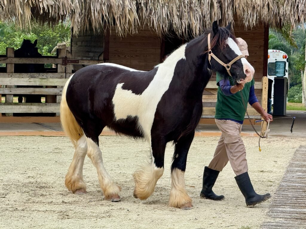 Gypsy Vanner: The Fairytale Friend