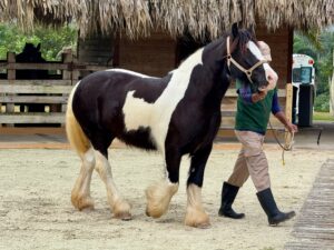 10 Horse Breeds That Love to Bond With Humans