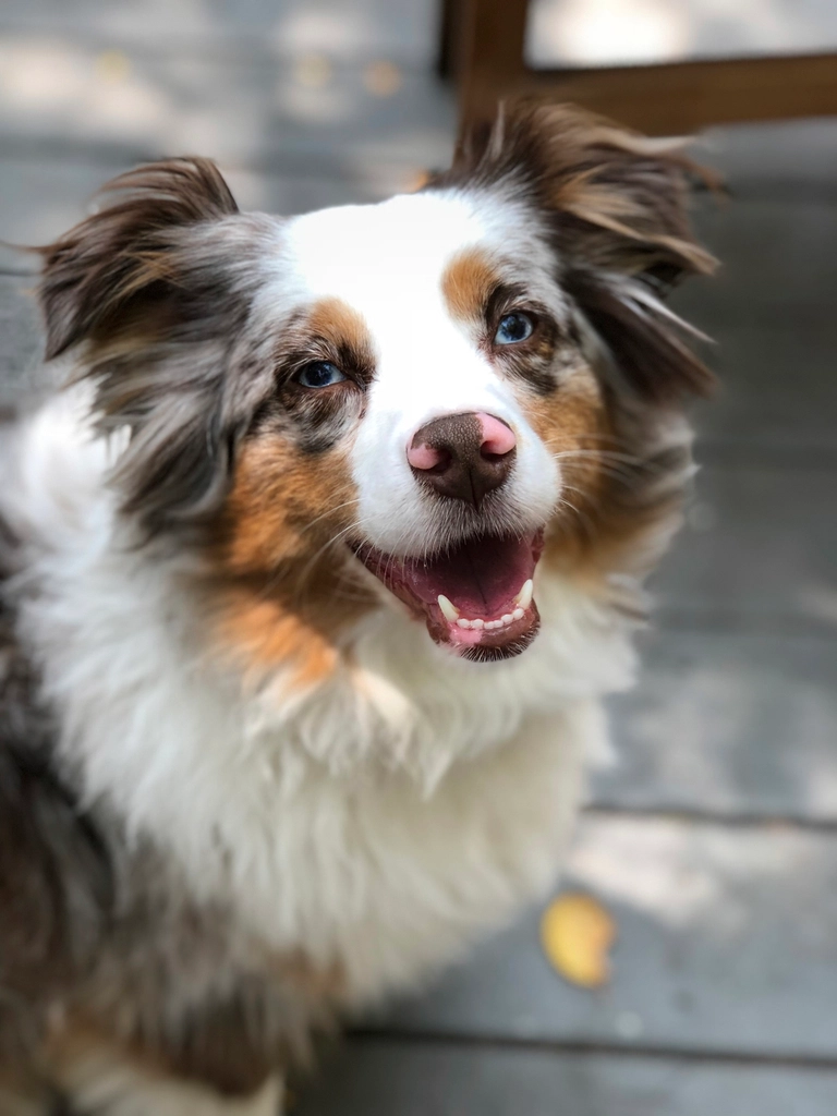 Australian Shepherd: The Energetic Schemer (image credits: rawpixel)