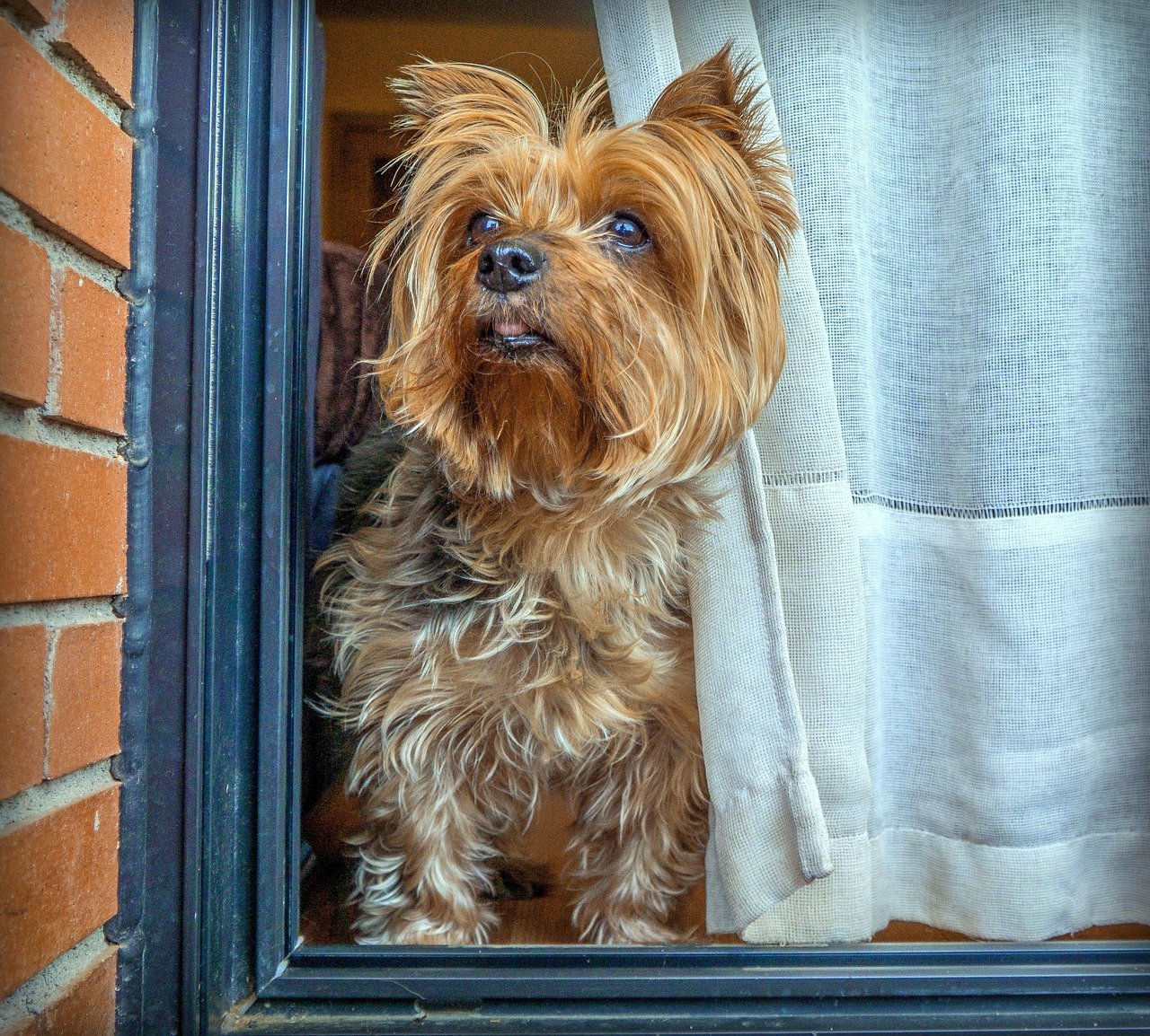 Yorkshire Terrier: The Tiny Troublemaker (image credits: pixabay)
