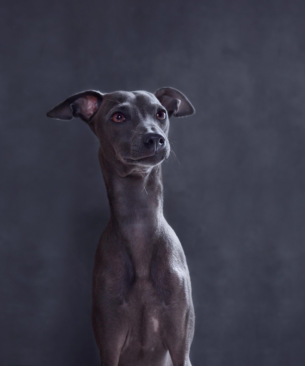 Italian Greyhound: The Elegant Sprinter (image credits: pixabay)