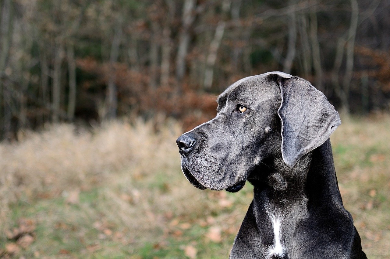 Great Dane (image credits: pixabay)