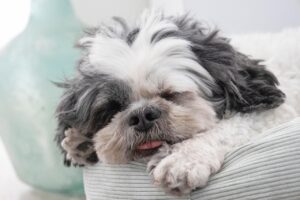 15 Dog Breeds That Love Nothing More Than Lazy Mornings With You