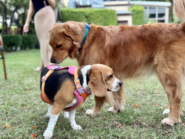 15 Large Dog Breeds Who Get Along Well With Smaller Dogs