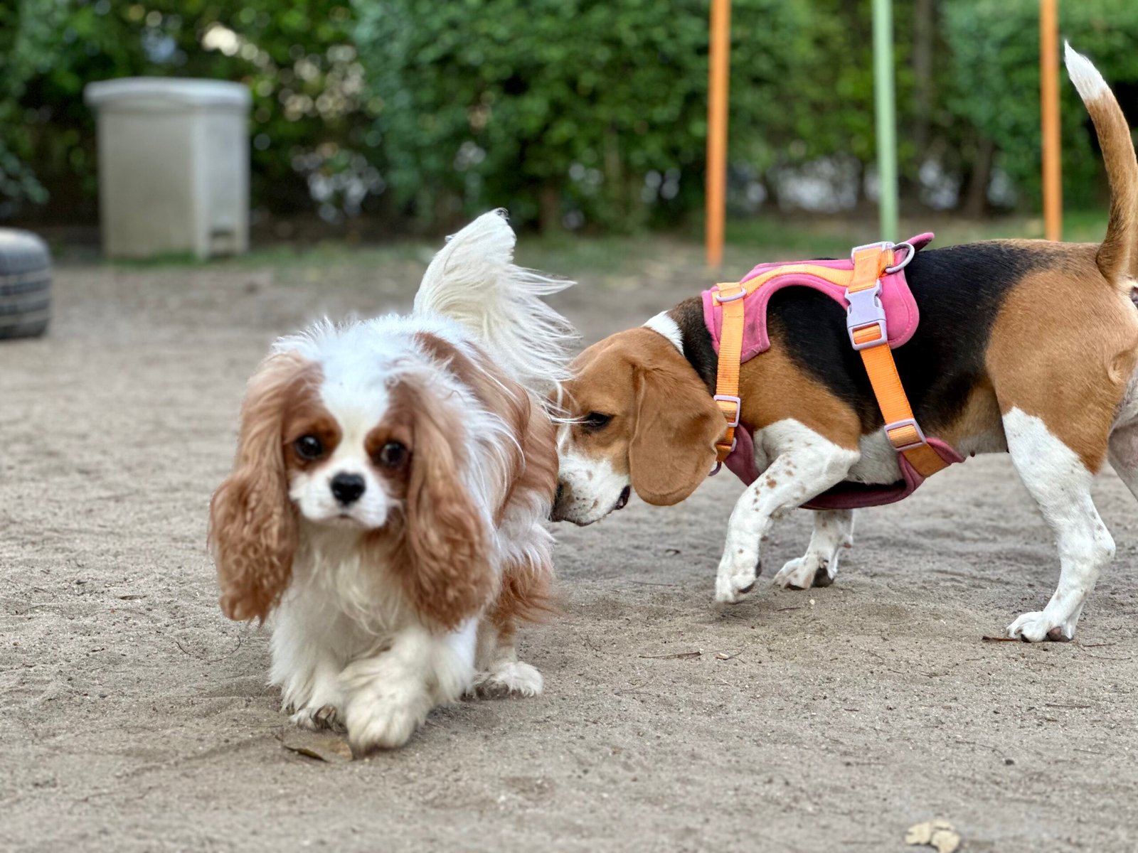 Cavalier King Charles Spaniel (image credits: wikimedia)