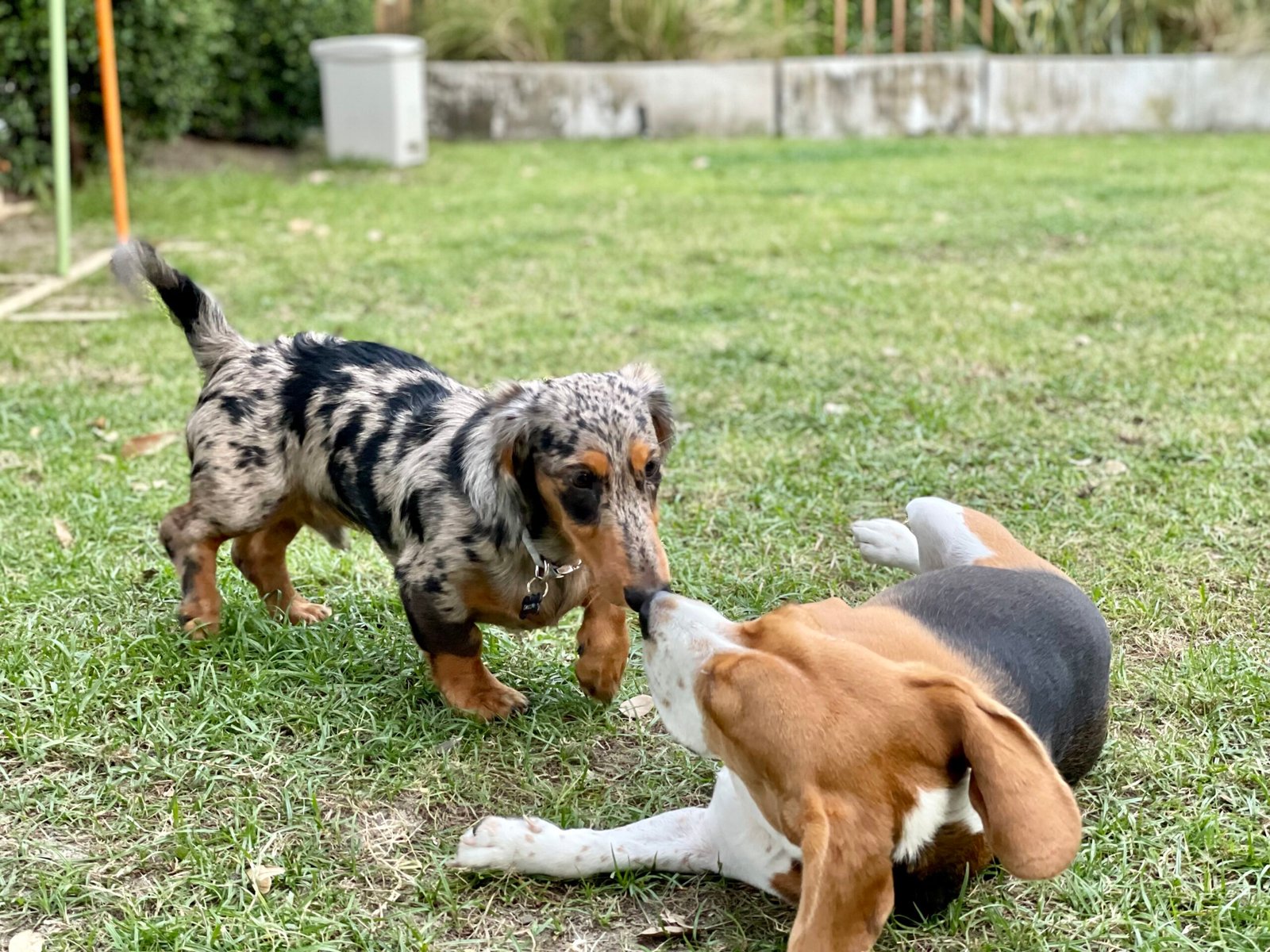 Dachshund (image credits: wikimedia)