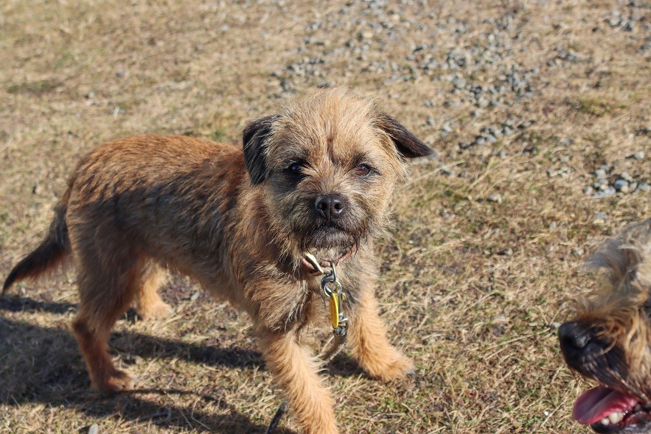 Border Terrier (image credits: pixabay)