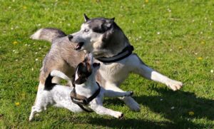 15 Small Dog Breeds Best Paired With Big Dog As Buddies