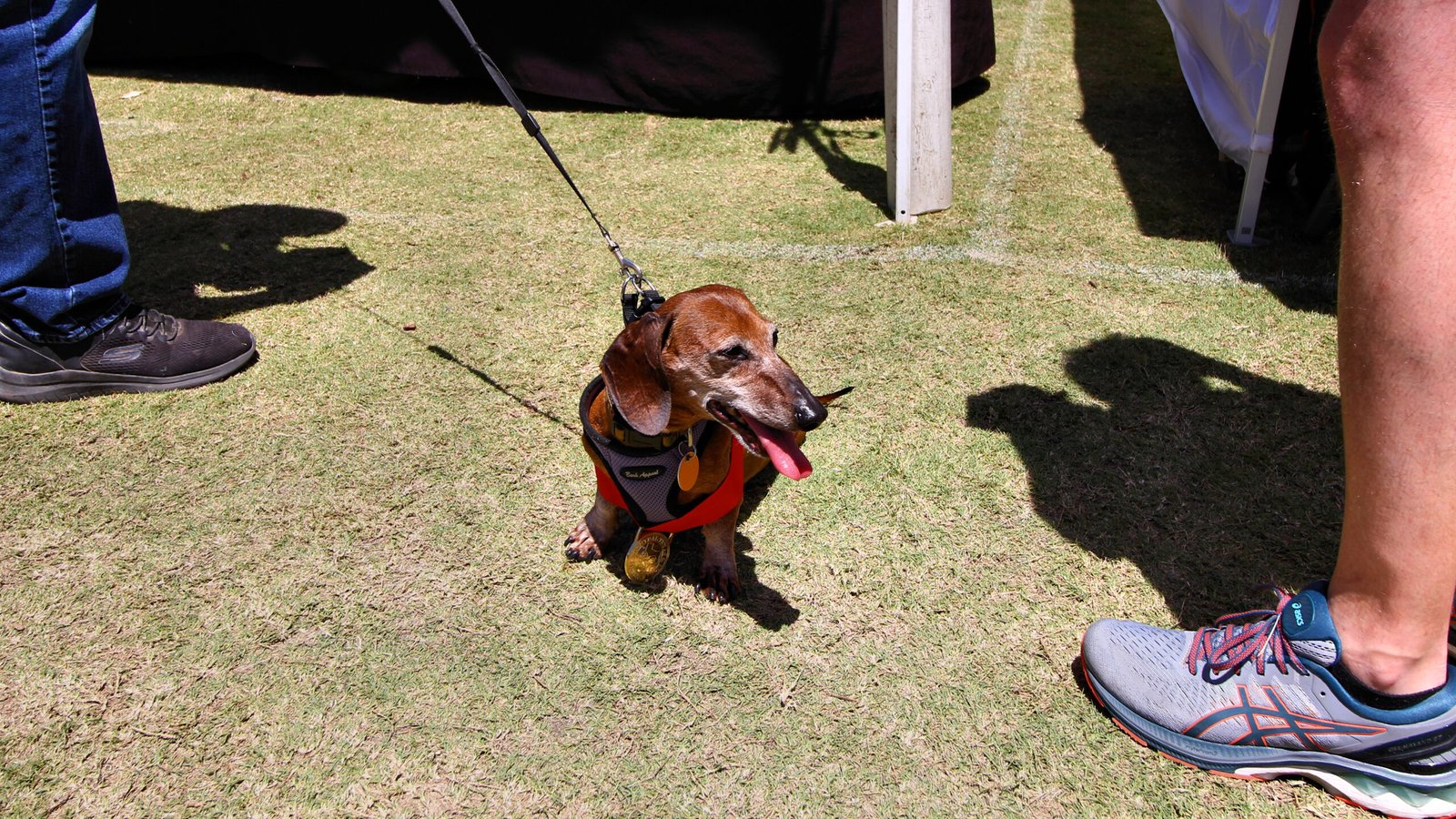 Dachshund (image credits: wikimedia)